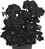 Pelargonium%20x%20hortorum%20%27Duefuerto%27