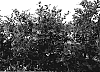 Vaccinium%20corymbosum%20L.%20%27Scintilla%27