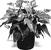 Anthurium%20hybrid%20%27TWYANBP5%27