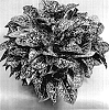 Aglaonema%20rotundum%20x%20A.%20costatum%20hybrid%20%27TWYAG0013%27