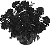 Pelargonium%20peltatum%20%27Duepared%27