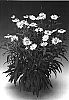 Bracteantha%20bracteata%20%27Helisbrabic%27
