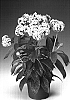 Heliotropium%20arborescens%20%27Heliosil%27