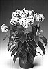 Heliotropium%20arborescens%20%27Heliosil%27