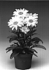 Leucanthemum%20maximum%20%27Leumayel%27