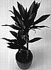 Dracaena%20steudneri%20%27PV200604%27