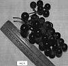 Vitis%20spp.%20hybrid%20%27Chisago%27