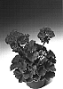 Pelargonium%20zonale%20%28L.%29%20L%27Herit.%20ex%20Ait%20%27Zolbriscala%27