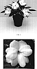 Impatiens%20hawkeri%20%27Balcelwitim%27