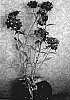 Dianthus%20barbatus%20%27Red%20Romance%27