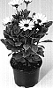 Osteospermum%20hybrida%20%27Astra%20Snowwhite%27