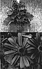 Senecio%20cruentus%20x%20Senecio%20heritieri%20%27Sunsenebatubu%27