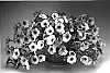 Petunia%20hybrida%20%27Petbluve%27