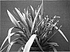 Dianella%20tasmanica%20%27DT23%27