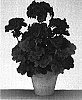 Pelargonium%20x%20hortorum%20%27Gentreak%27