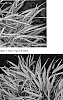 Hakonechloa%20macra%20%27Stripe%20it%20Rich%27
