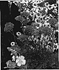 Scabiosa%20%27Vivid%20Violet%27