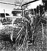 Lomandra%20longifolia%20%27Katrinus%20Deluxe%27