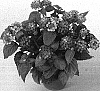 Lantana%20camara%20%27Bante%20Cheriasun%27