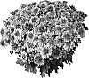 Chrysanthemum%20morifolium%20%27PPP%20CEDR06%27