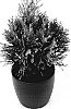Thuja%20plicata%20%274EVER%27