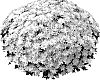 Chrysanthemum%20morifolium%20%27PPP%20ALB%20WH06%27
