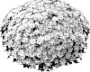 Chrysanthemum%20morifolium%20%27PPP%20ALB%20WH06%27