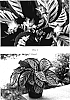 Calathea%20hybrid%20%27TWYCA0041%27