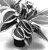 Calathea%20%27TWYCA0017%202%27