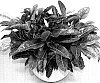 Calathea%20hybrid%20%27TWYCA0043%27