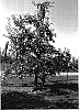 Malus%20Mill%20%27Orion%27