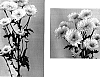 Chrysanthemum%20x%20morifolium%20%27Yellow%20Sharp%27