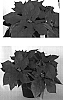 Euphorbia%20pulcherrima%20%27PER1120%27