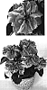 Euphorbia%20pulcherrima%20%27PER1124%27