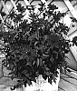 Dahlia%20hybrida%20%27VDTG61%27