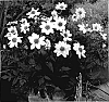 Dahlia%20hybrida%20%27VDTG57%27