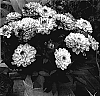 Dahlia%20hybrida%20%27Gallery%20La%20Tour%27