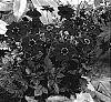 Dahlia%20hybrida%20%27VDTG17%27