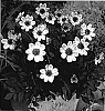 Dahlia%20hybrida%20%27VDTG26%27