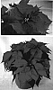 Euphorbia%20pulcherrima%20%27PER1180%27