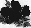Petunia%20%20x%20hybrida%20%27Duepotdepur%27