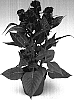 Celosia%20argentea%20%27Zancelpi%27