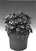 Saxifraga%20x%20arendsii%20%27Rockrose%27