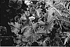 Ligularia%20dentara%20%27Osiris%20Fantaisie%27