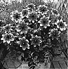 Dahlia%20hybrida%20%27VDTG31%27