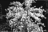 Spiraea%20%20x%20vanhouttei%20%27Levgold%27