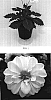 Dahlia%20variabilis%20%27Baldelmim%27