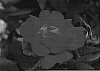 Rosa%20hybrida%20%27Radwin%27
