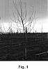 Malus%20pumila%20Mill%20%27PB-148%27
