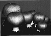 Agaricus%20subrufescens%20Peck%20%27H1X1%27
